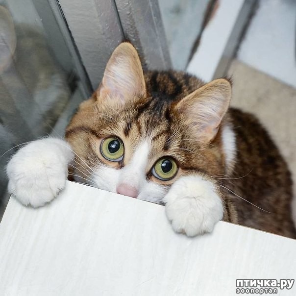 ���� 1: �����