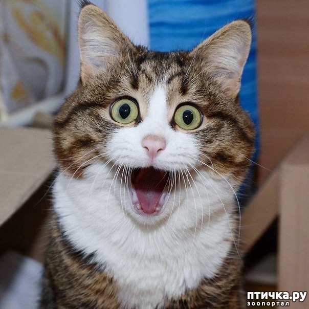 ���� 3: �����