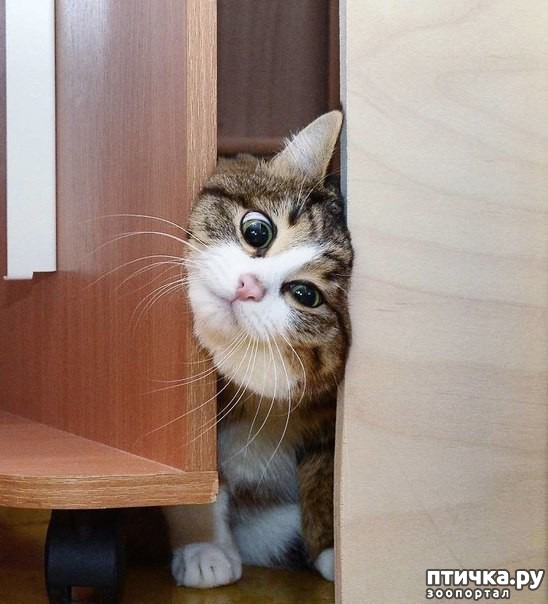 ���� 6: �����