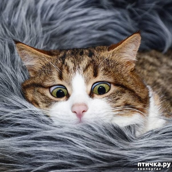 ���� 5: �����