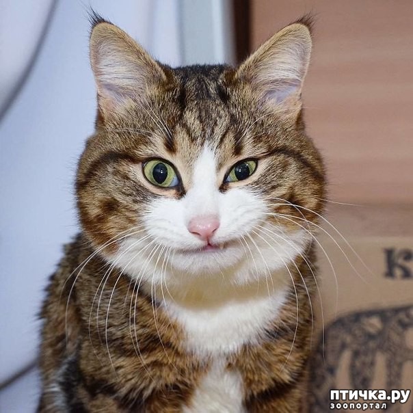 ���� 8: �����