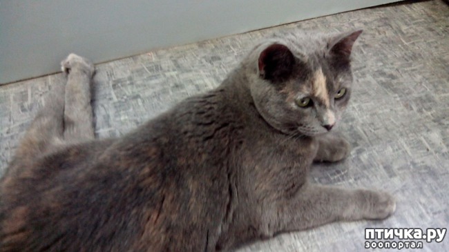 ���� 3: ������������ ����� �������