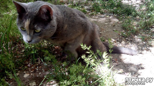 ���� 4: ������������ ����� �������