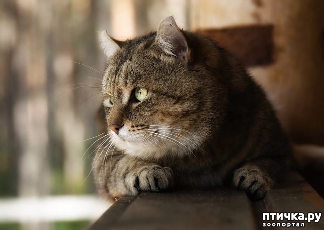 ���� 1: ����� �� �������� ��������