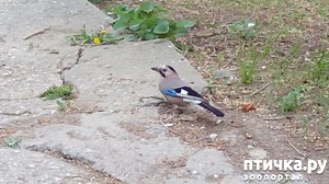 ����: �����