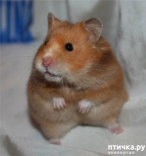 ����: �����. ������ ����