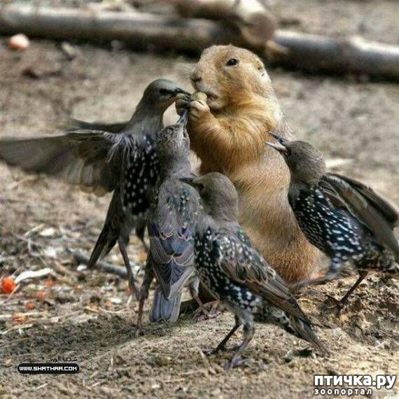 ���� 6: ������ ����������