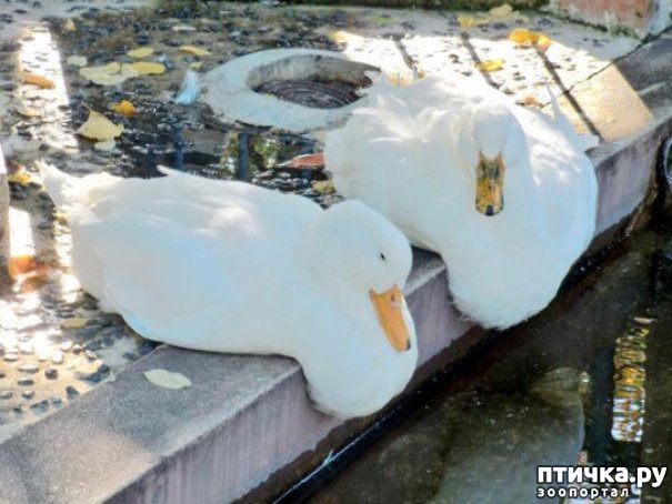 ���� 19: ������ ����������