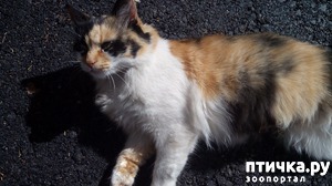 ����: ������ - �����, ������� ����� ������