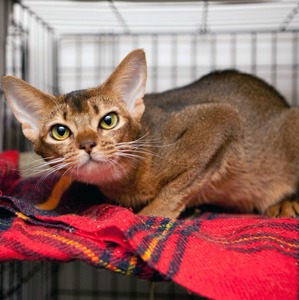 ����: ��������� ������� ����� ������������ ����������� ������