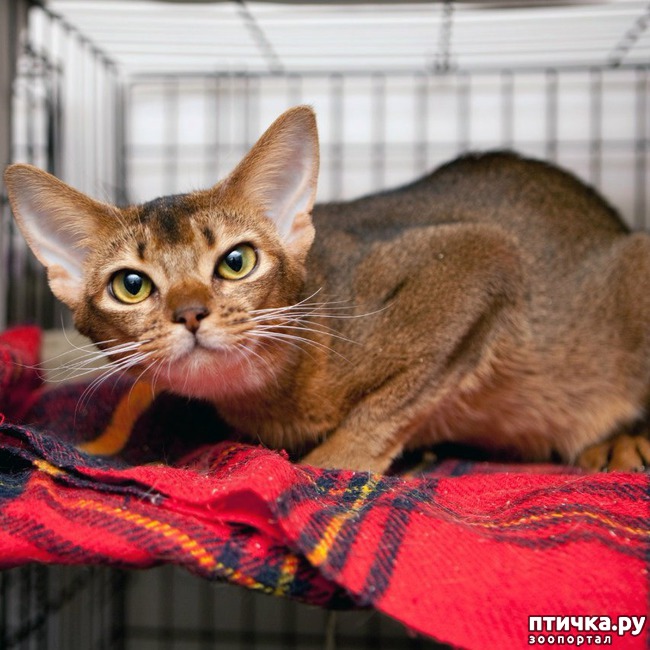 ���� 1: ��������� ������� ����� ������������ ����������� ������