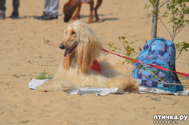 ���� 26: ��������� �� �������� ������-2017