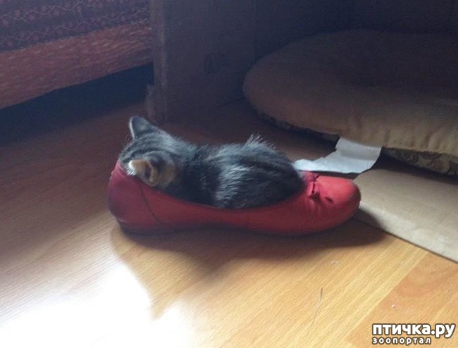 ���� 9: ��� ����������, ��� � ���������)))