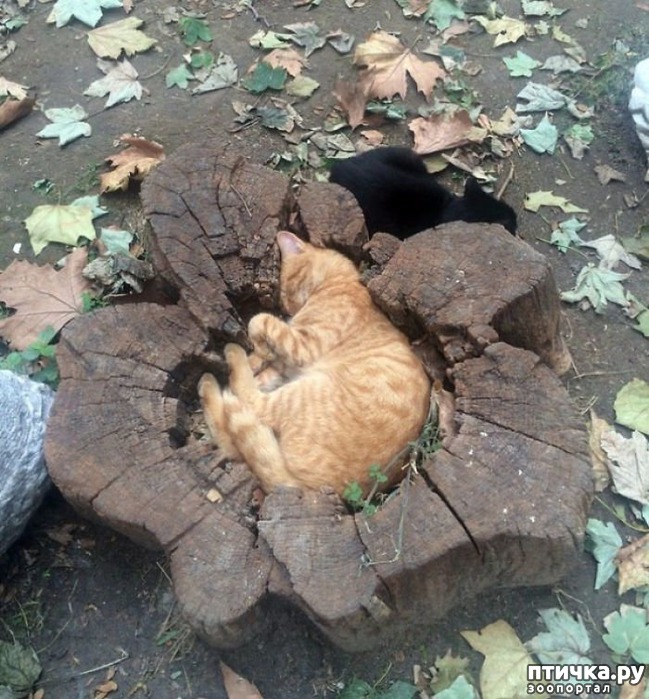 ���� 10: ��� ����������, ��� � ���������)))