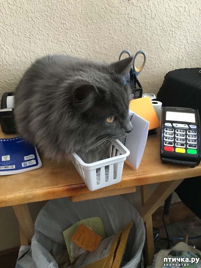 ���� 14: ��� ����������, ��� � ���������)))