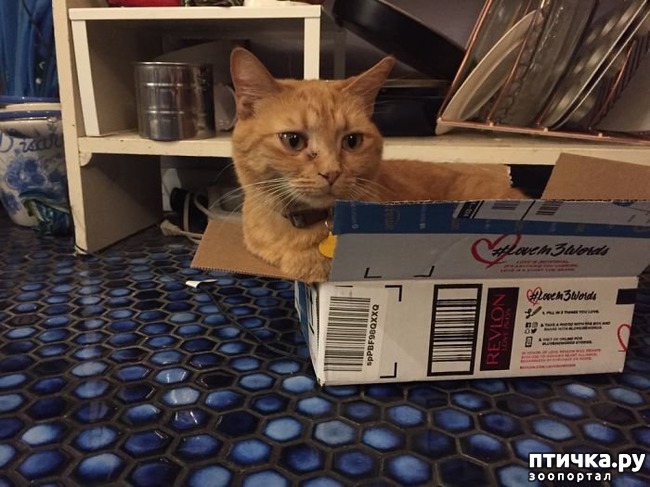 ���� 15: ��� ����������, ��� � ���������)))