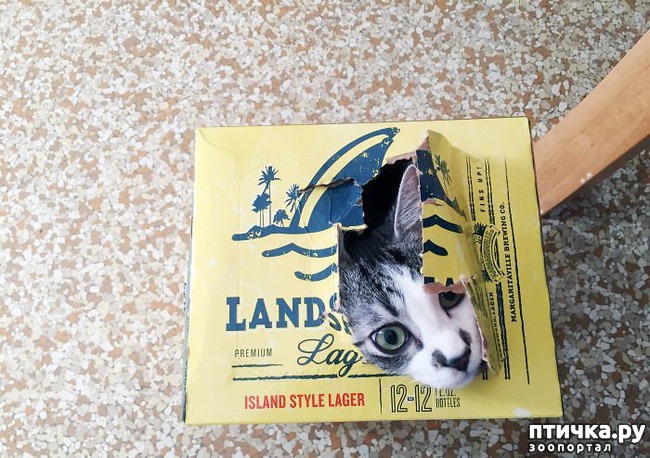 ���� 16: ��� ����������, ��� � ���������)))