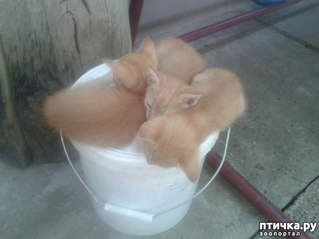 ���� 17: ��� ����������, ��� � ���������)))