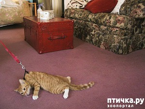 ����: ���. ���. ����