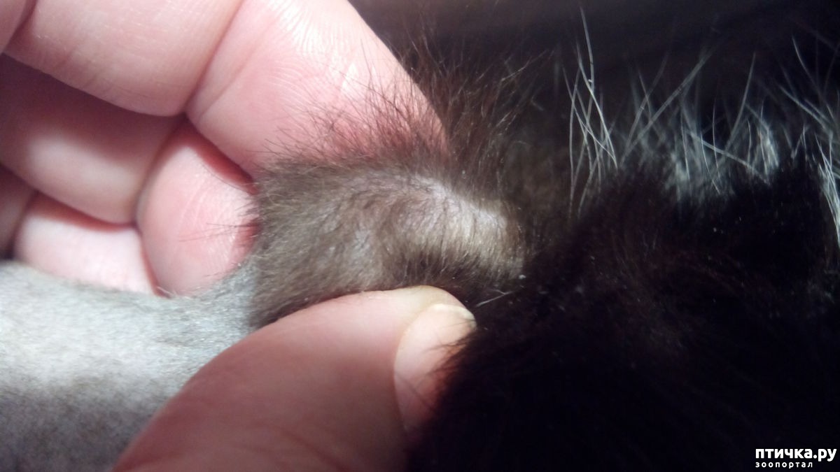 прически косички для йорков. уши из волос прическа. хвост. у кошки две косички. кошачий хвостик.