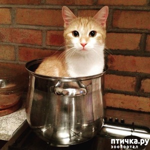 ����: ��� ����������, ��� � ���������)))