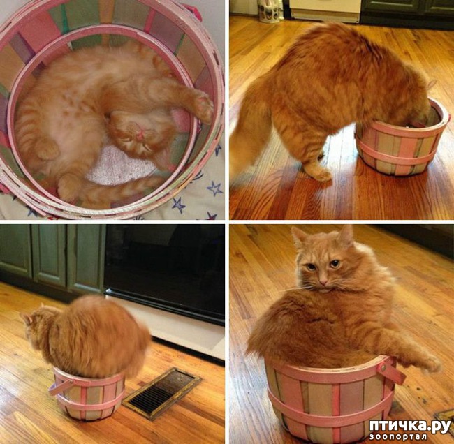 ���� 7: ��� ����������, ��� � ���������)))