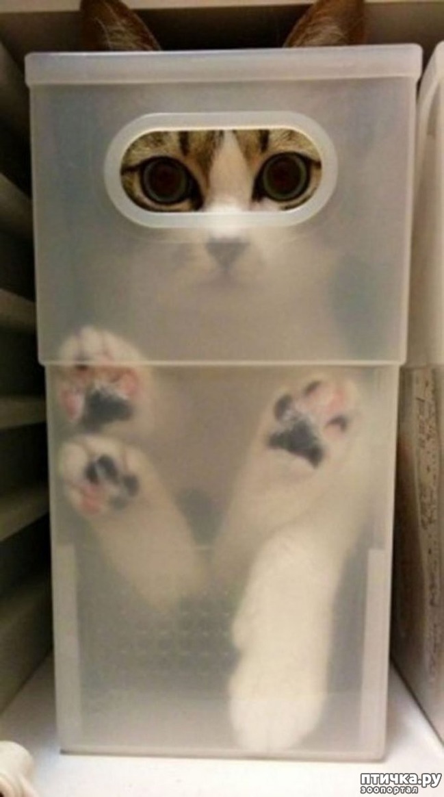 ���� 8: ��� ����������, ��� � ���������)))