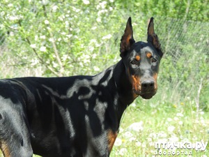 ����: ������� ����������� � �������