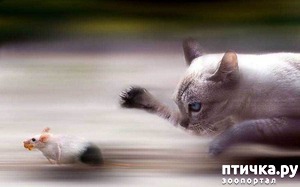 ����: ��� ������� ����� �����