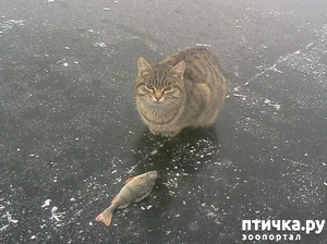 ����: ����� ����� �� ������� (�. �����)