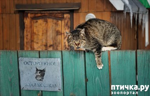 ����: ��� ����� ����� ������� ���� ( �. �����)