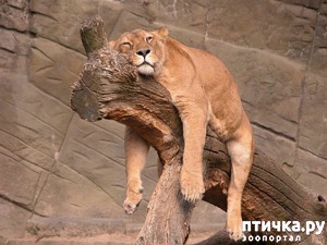 ����: �����������: ����-����!