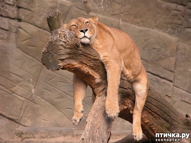 ���� 1: �����������: ����-����!