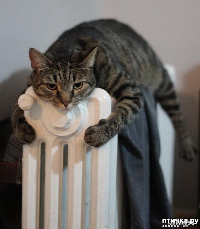 ���� 8: �����������: ����-����!