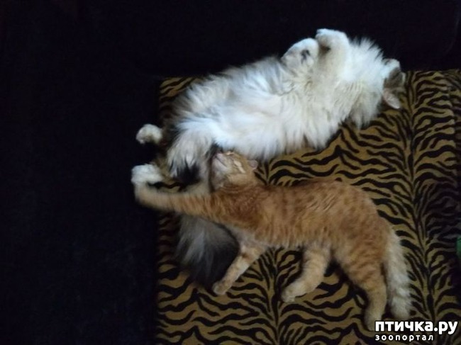 ���� 13: �����������: ����-����!