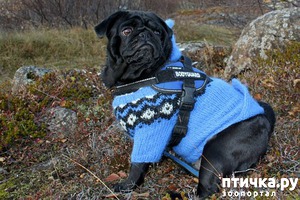 ����: ������ ��� �����