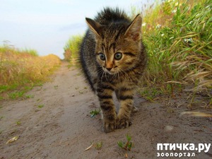 ����: ��� ����� ����� �� �������� ������ (�. �����)