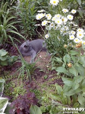 ����: ���������� �������� �����