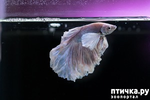 фото: Красавцы петушки: находка для начинающего аквариумиста