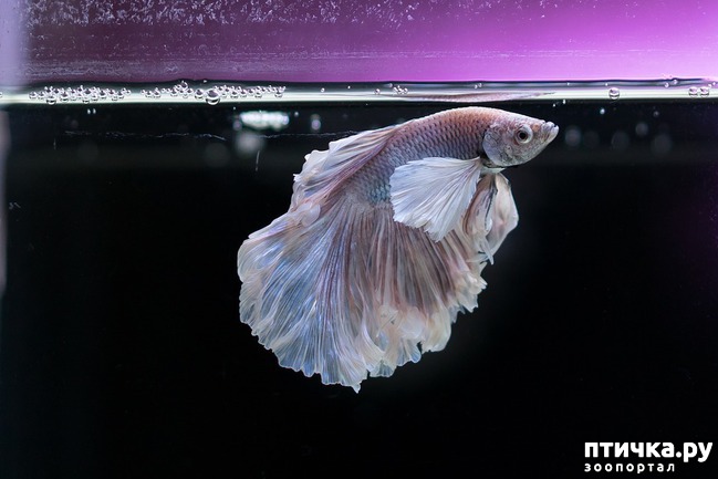 фото 1: Красавцы петушки: находка для начинающего аквариумиста