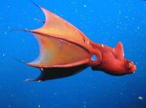 ����: ����������� ������