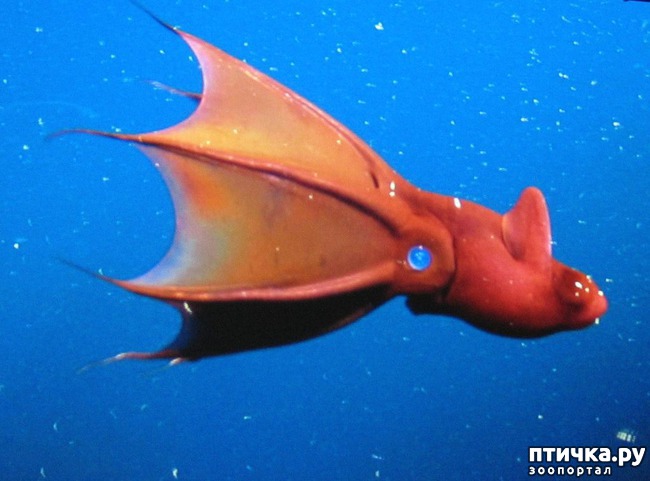 ���� 1: ����������� ������