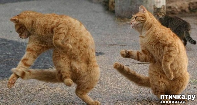 ���� 3: ���������� �����������