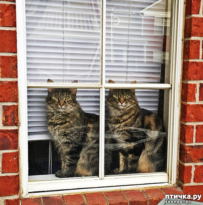 ���� 1: ���������� �����������