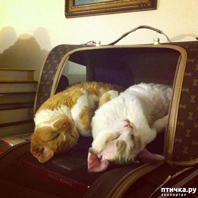 ���� 7: ���������� �����������