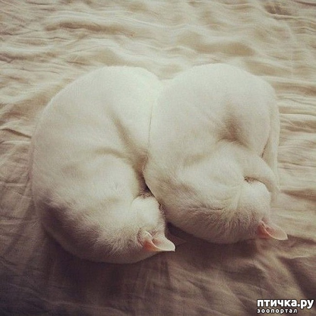 ���� 18: ���������� �����������