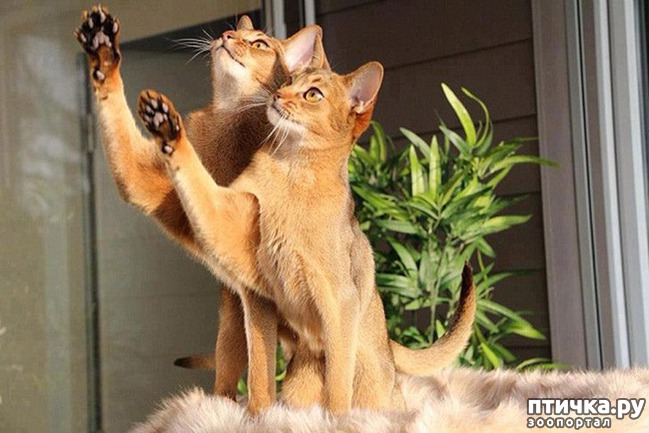 ���� 8: ���������� �����������