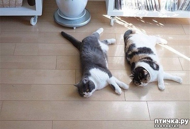 ���� 11: ���������� �����������