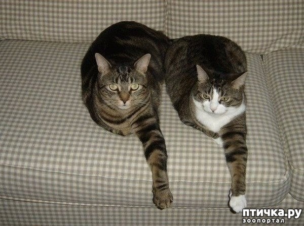 ���� 21: ���������� �����������