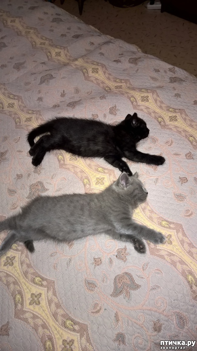 ���� 2: ���������� �����������